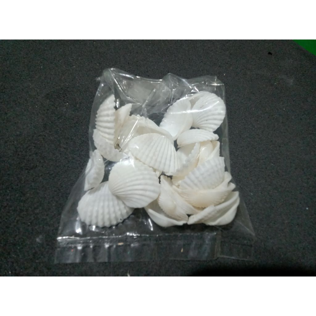 jual cangkang kerang kecil untuk kerajinan