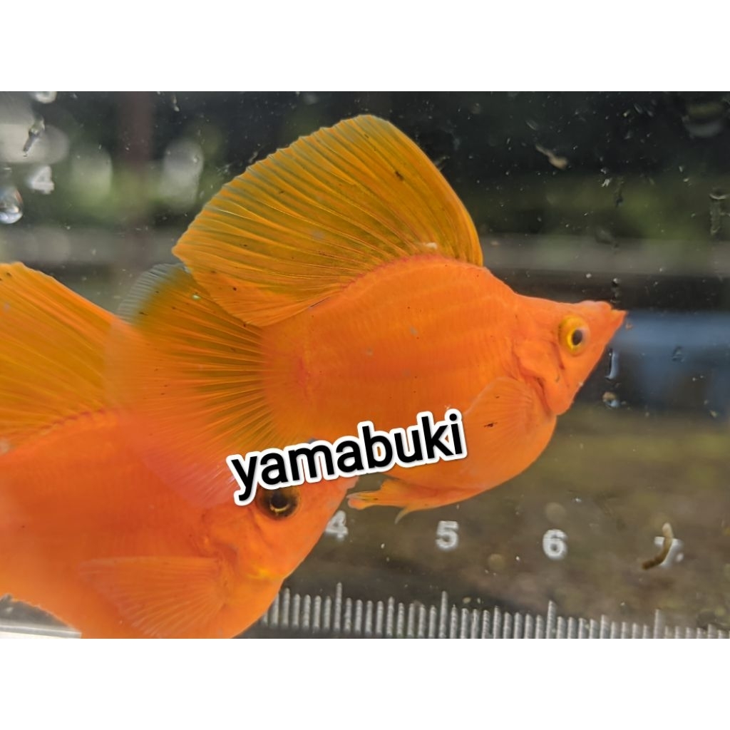 molly balon orange sunkis sailfin aksesoris aquarium