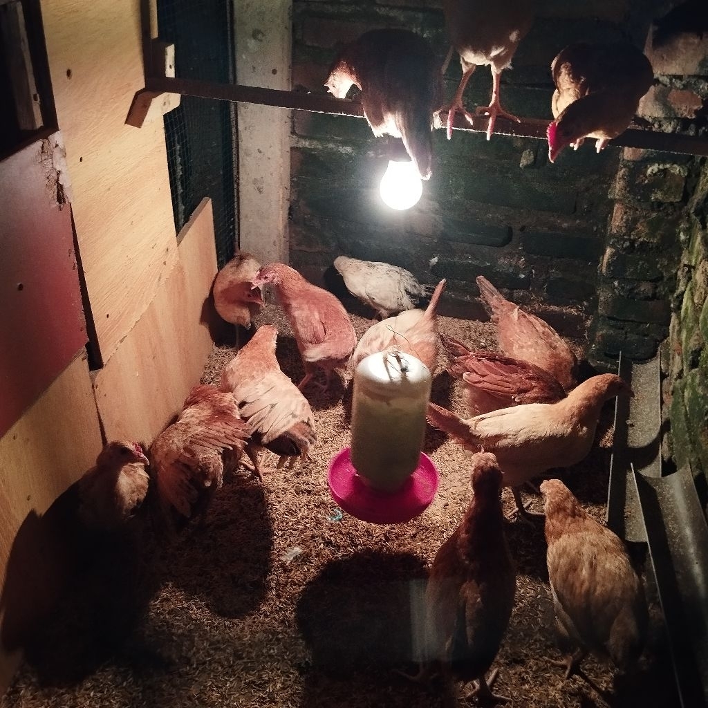 bibit ayam petelur elba 2++ Bulan khusus instan