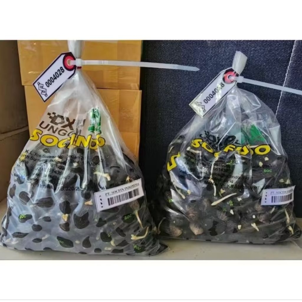Benih Sawit Unggul SOCFINDO asli