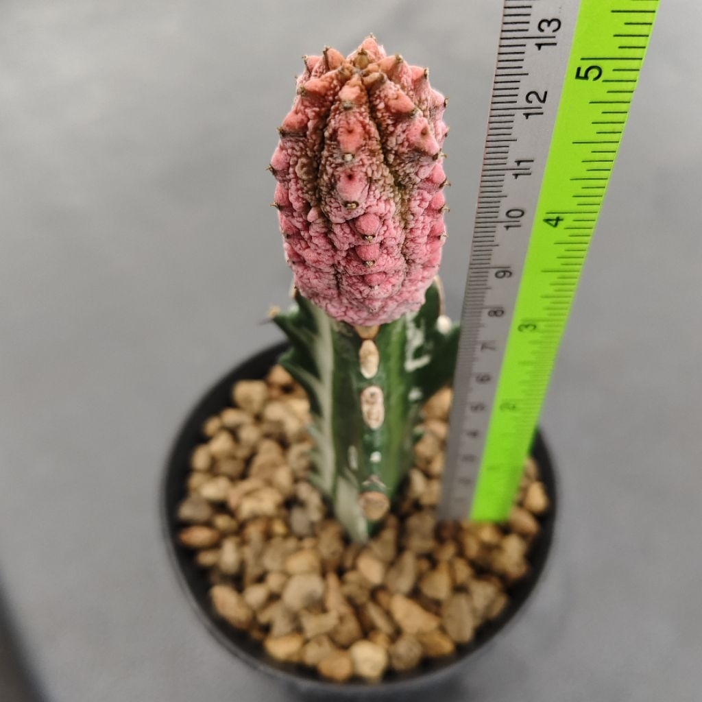 Tanaman Euphorbia abdelkuri cv. Damask warna pink