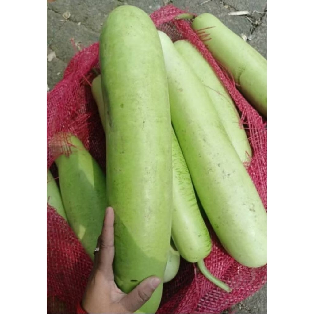 labu putih panjang/waluh putih/labu air
