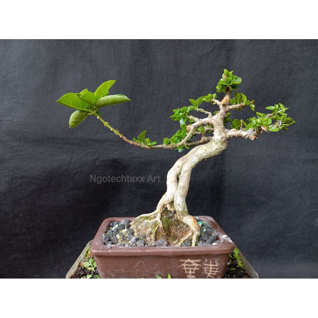 Bonsai Mame Sancang - REAL PICT