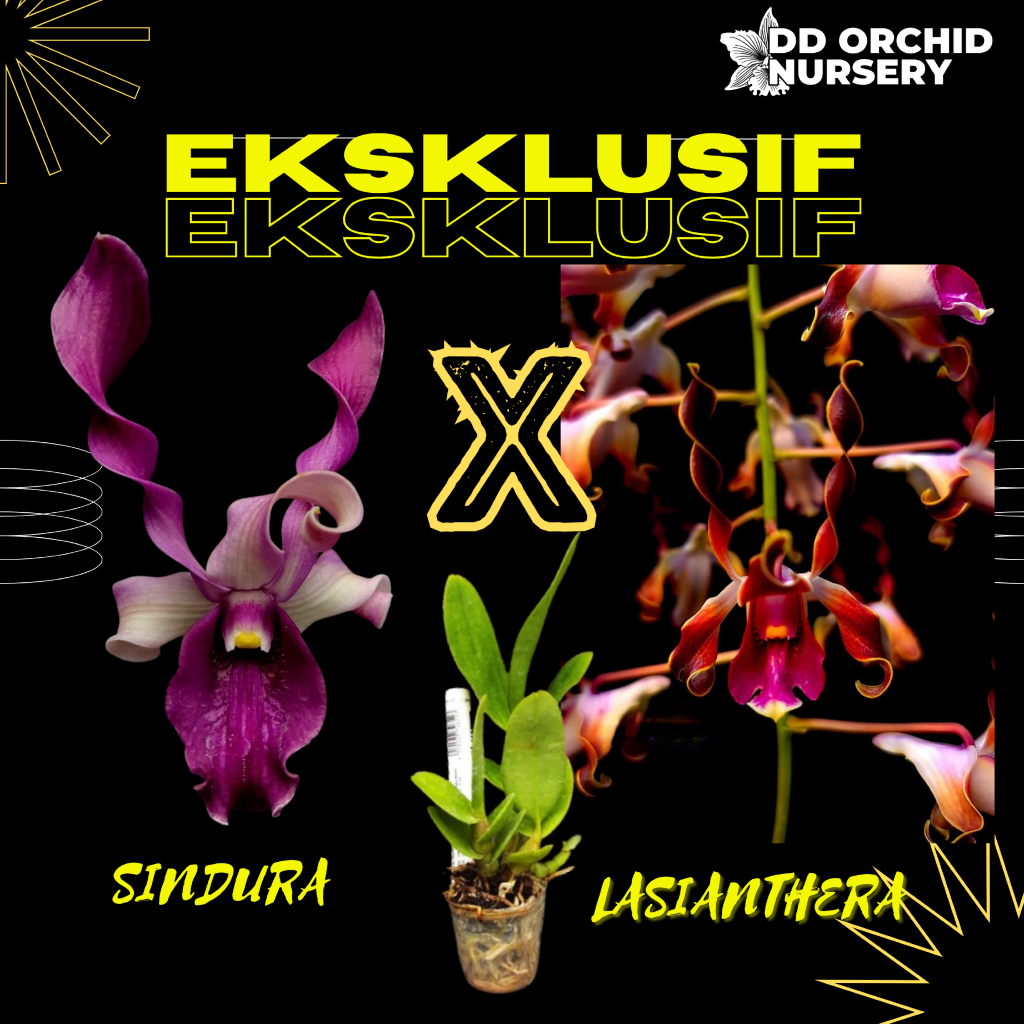 DD Orchid Seedling Anggrek Dendrobium Sindura x Den. lasianthera