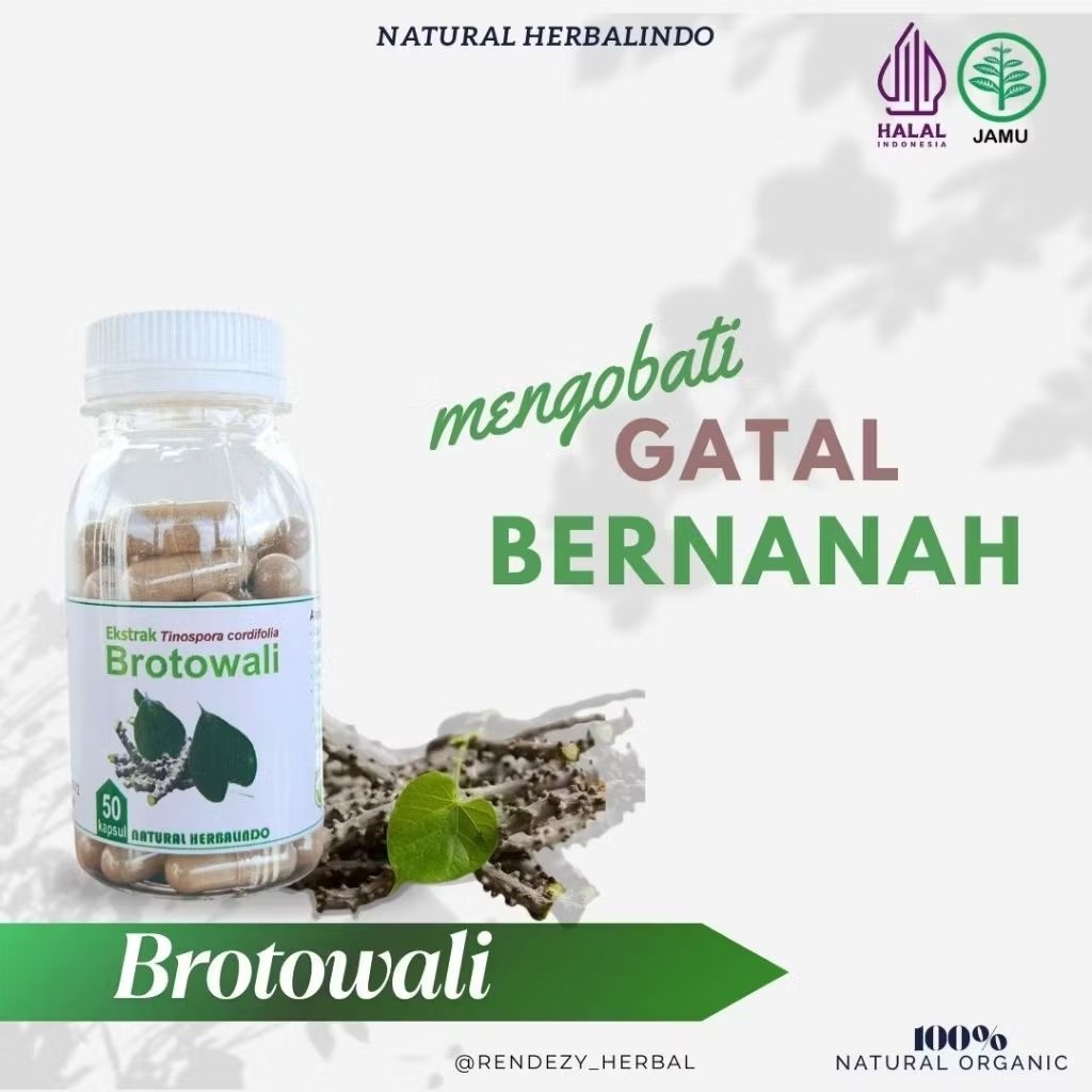 Obat Herbal Gatal Eksim Brotowali 50 Kapsul
