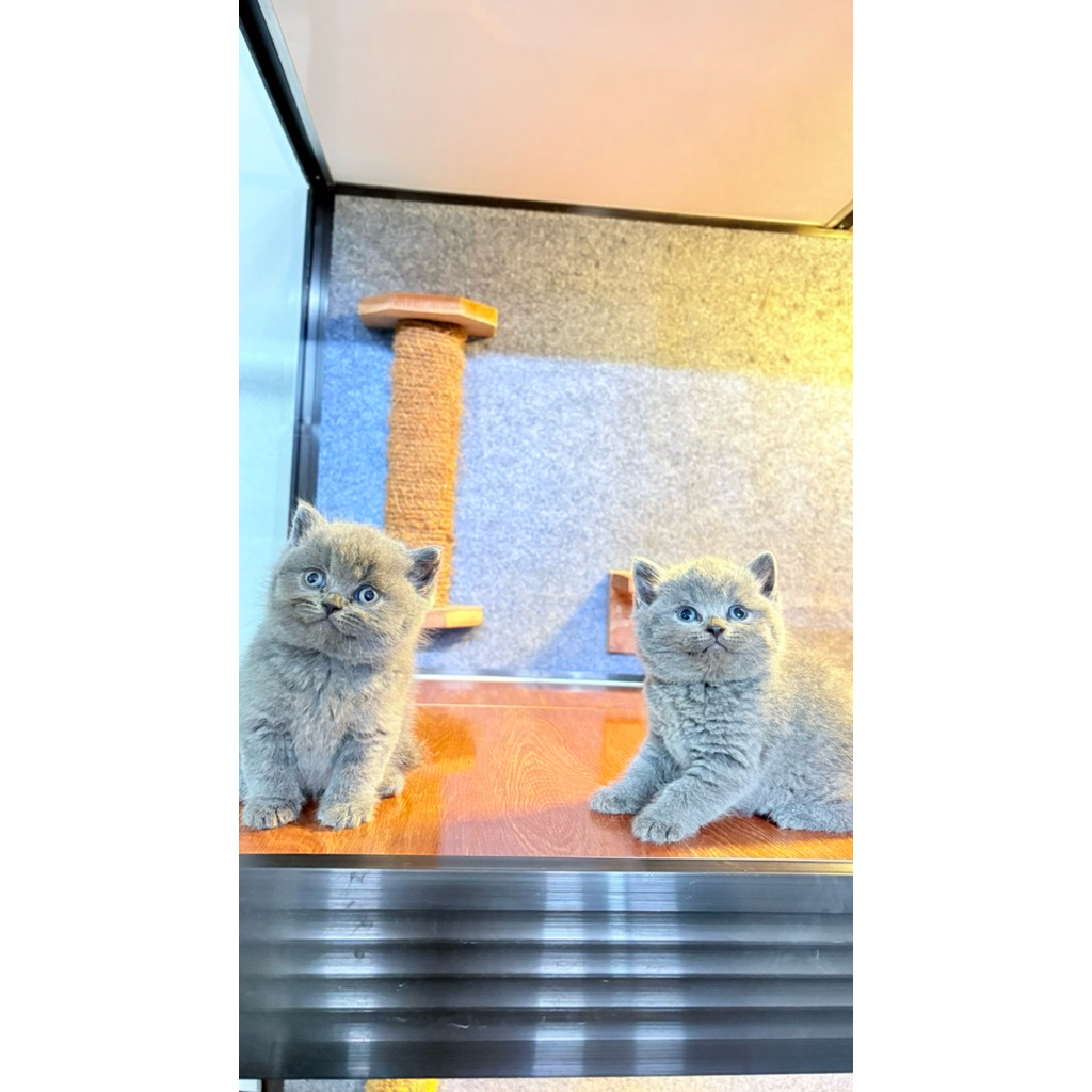 Kitten British Shorthair