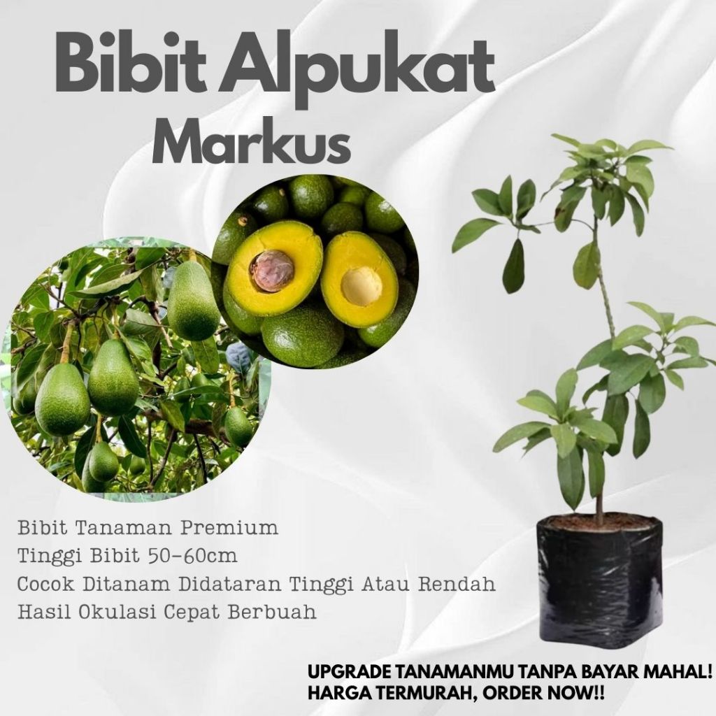 Alpukat Markus Bibit Tanaman Premiun Siap Tanam Hasil Okulasi Siap Berbuah Lebat