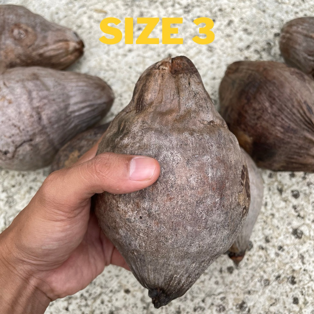 Bibit bonsai kelapa minion gading oren, kuning, hijau, dan coklat ori size 3 - Bonsai kelapa minion 