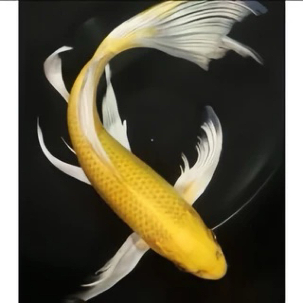 Yamabuki ogon slayer size 10-12cm hiasan aquarium cantik