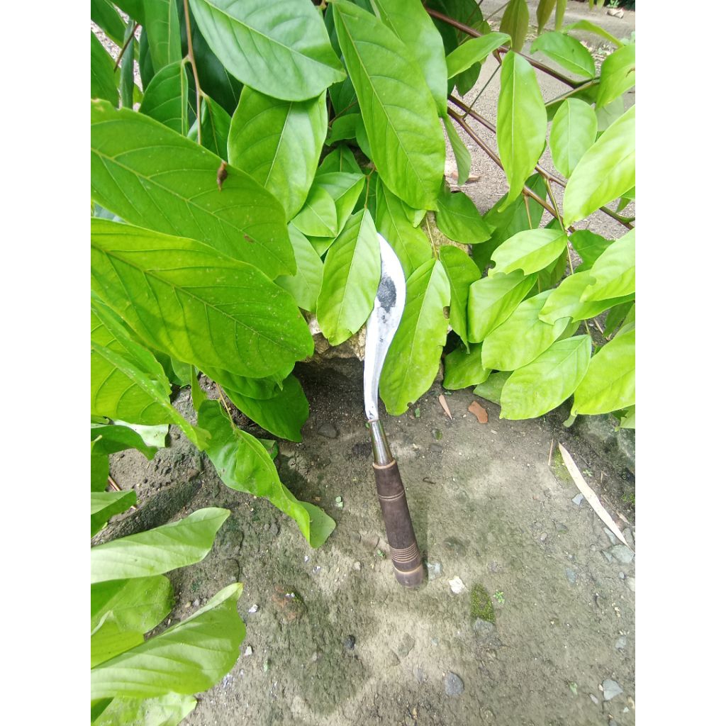 aret / sabit rumput baja alat berkebun