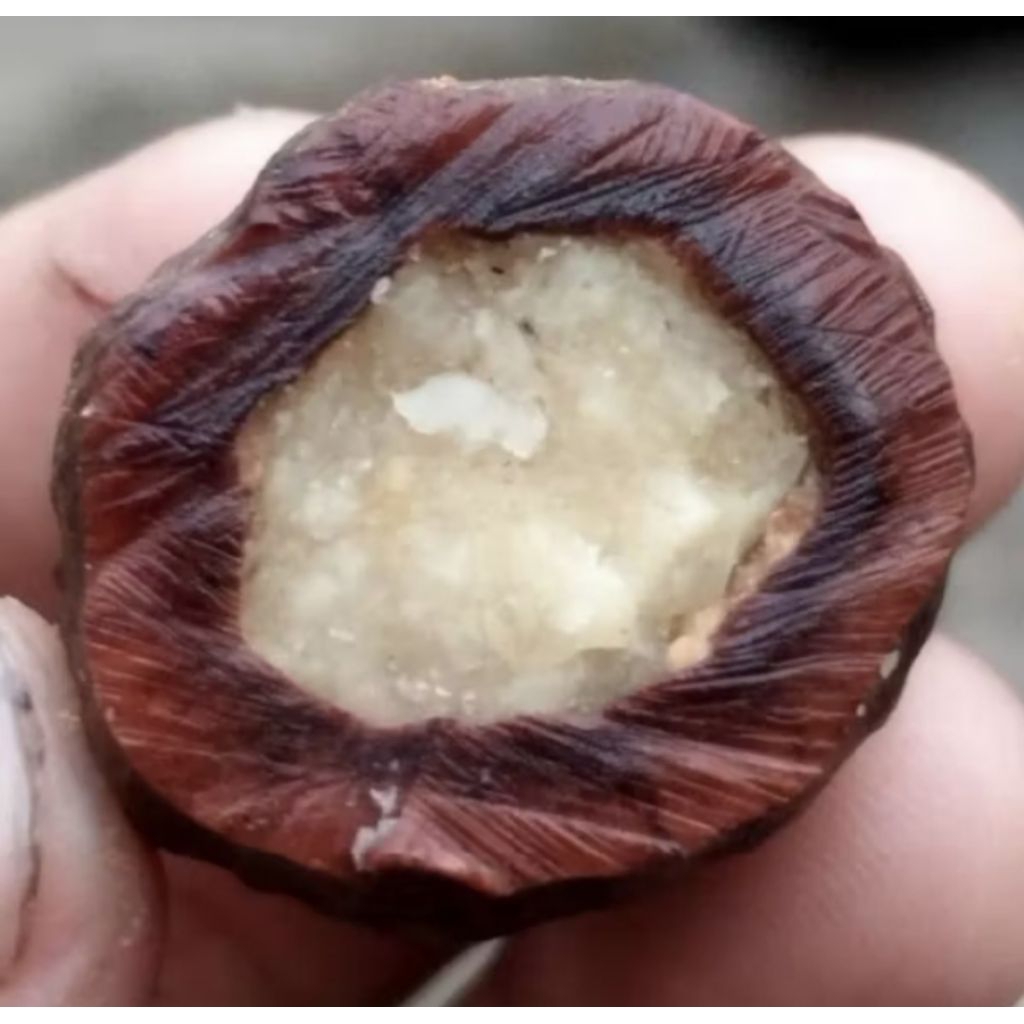 muncang / kemiri siap adu jaleng garut asli