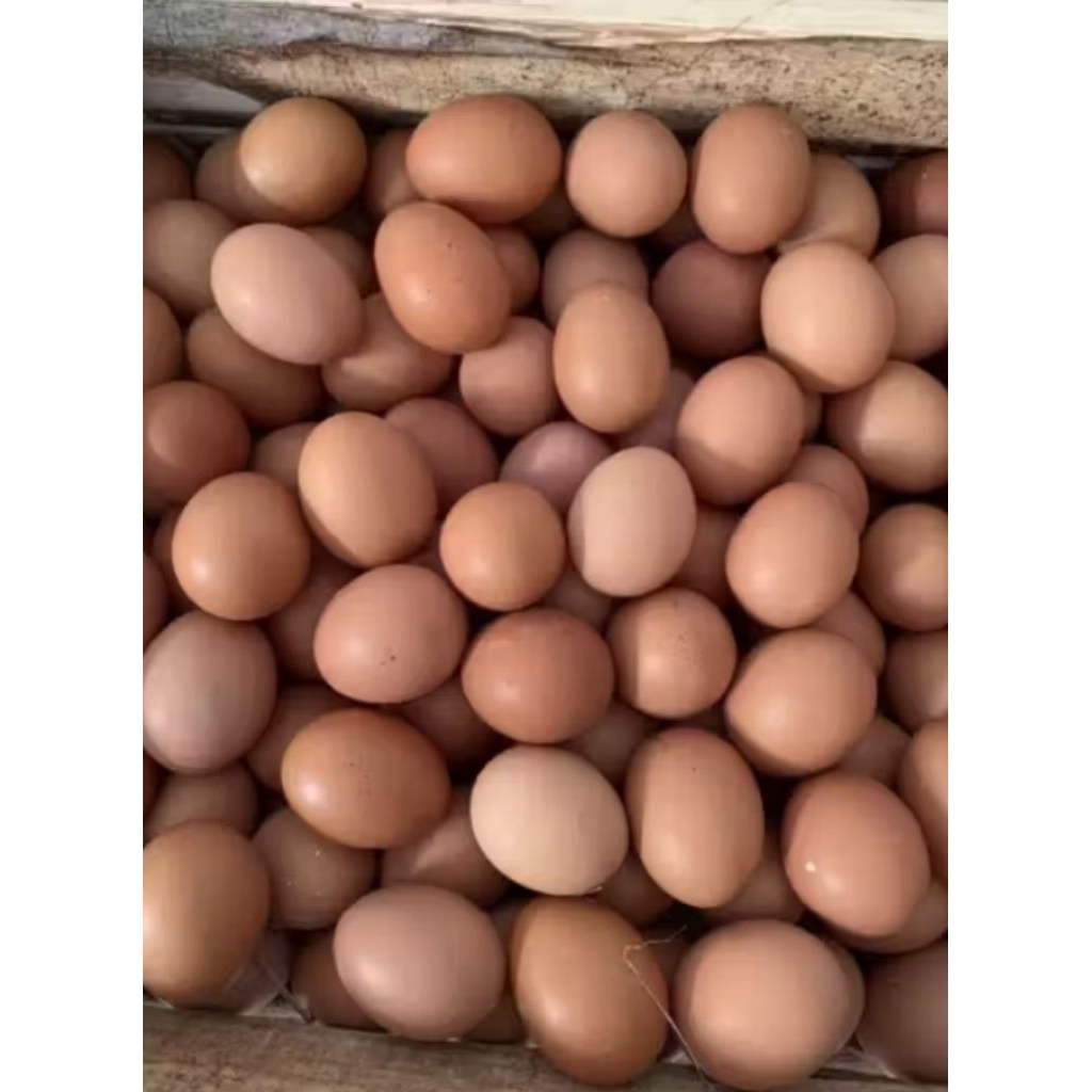 telur ayam negri 1kg
