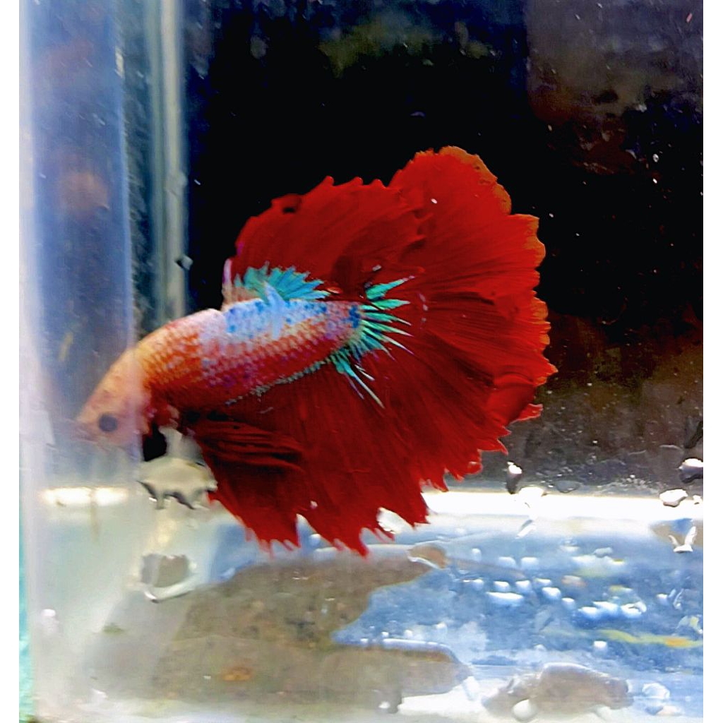 real pick  cupang halfmoon/HM warna warni size M+ – L beli 10 bonus 1 hiasan akuarium