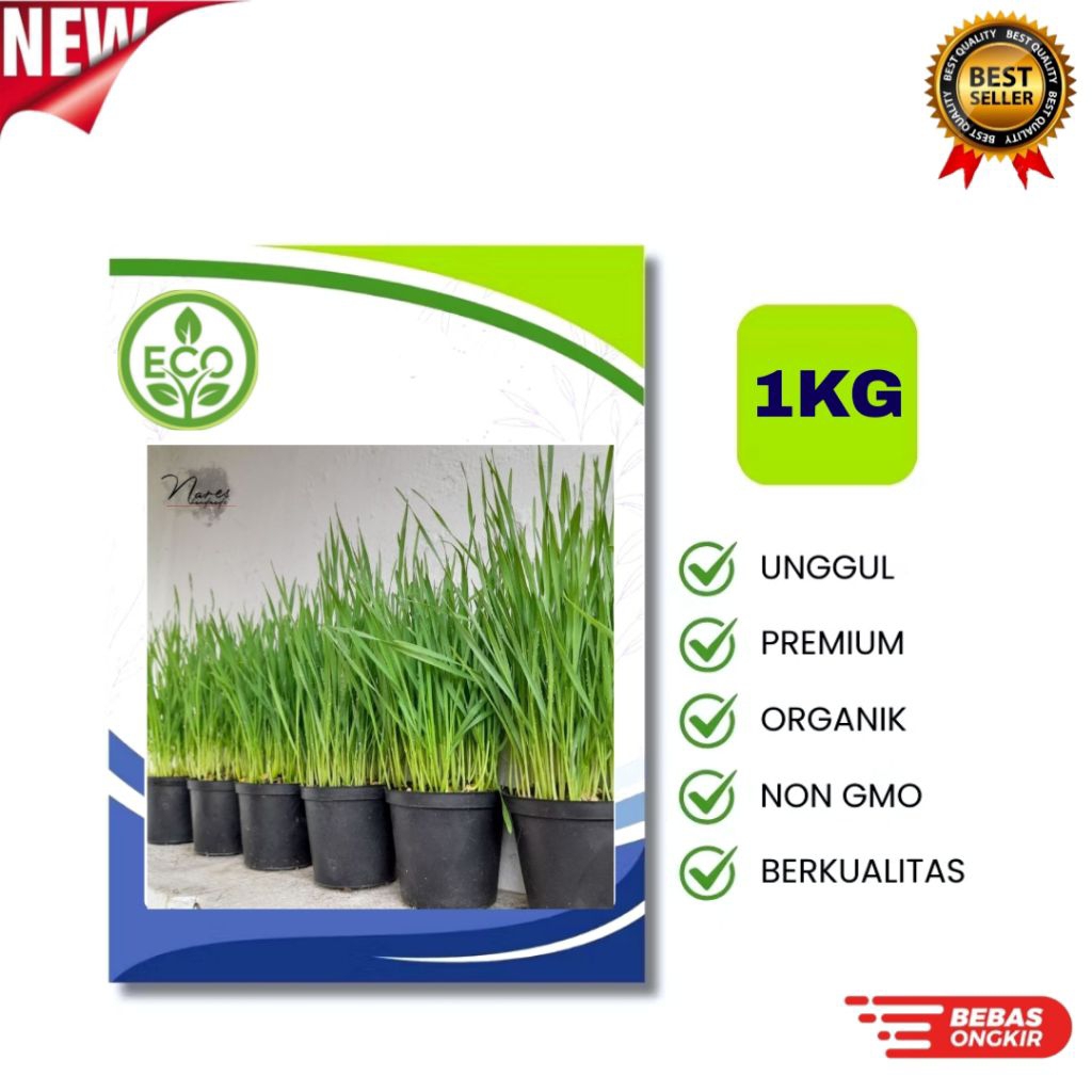Benih RUMPUT KUCING [1KG] - Biji Wheatgrass Rumput Gandum