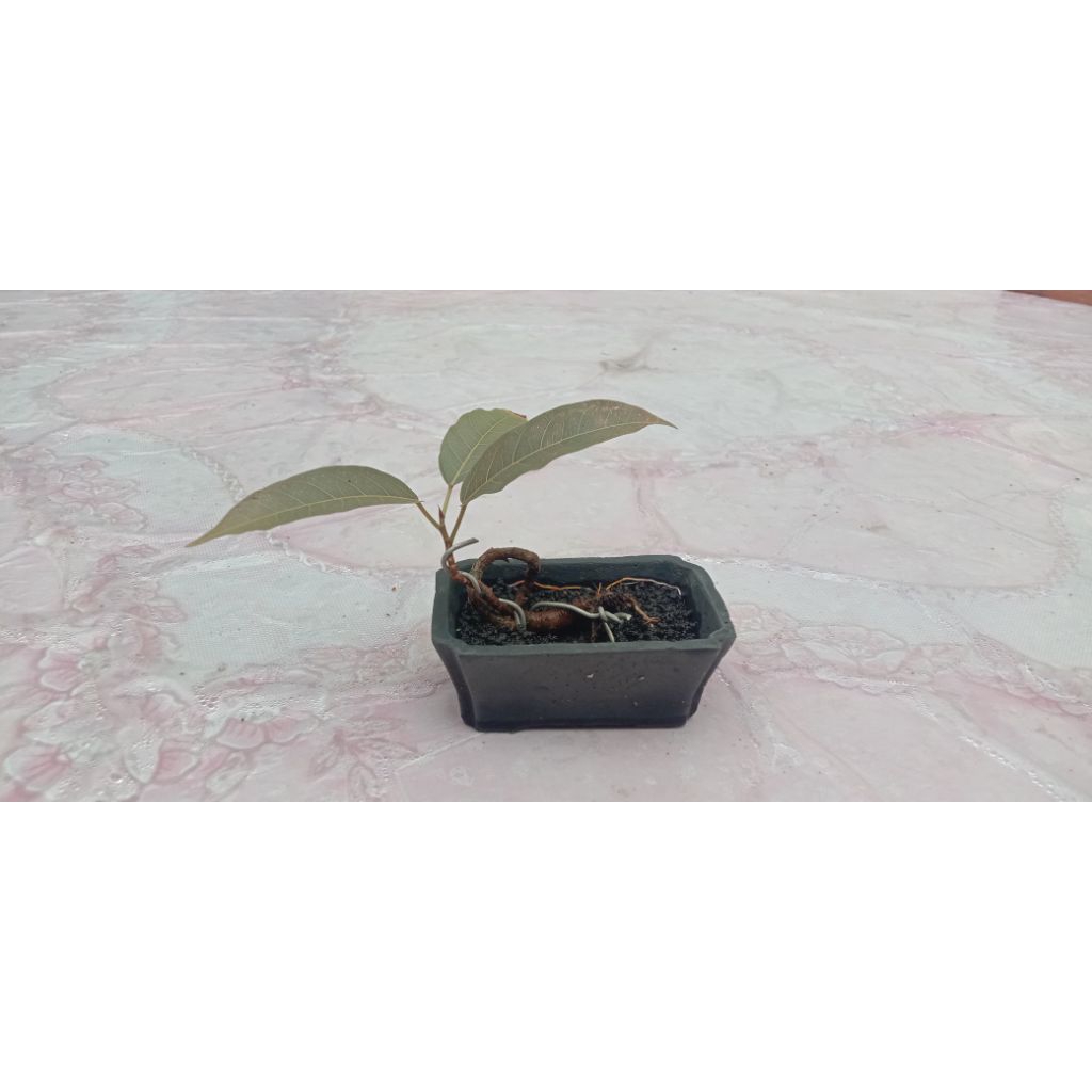 bibit pohon bonsai loa (ficus racemosa) size small/mame bahan [COD]