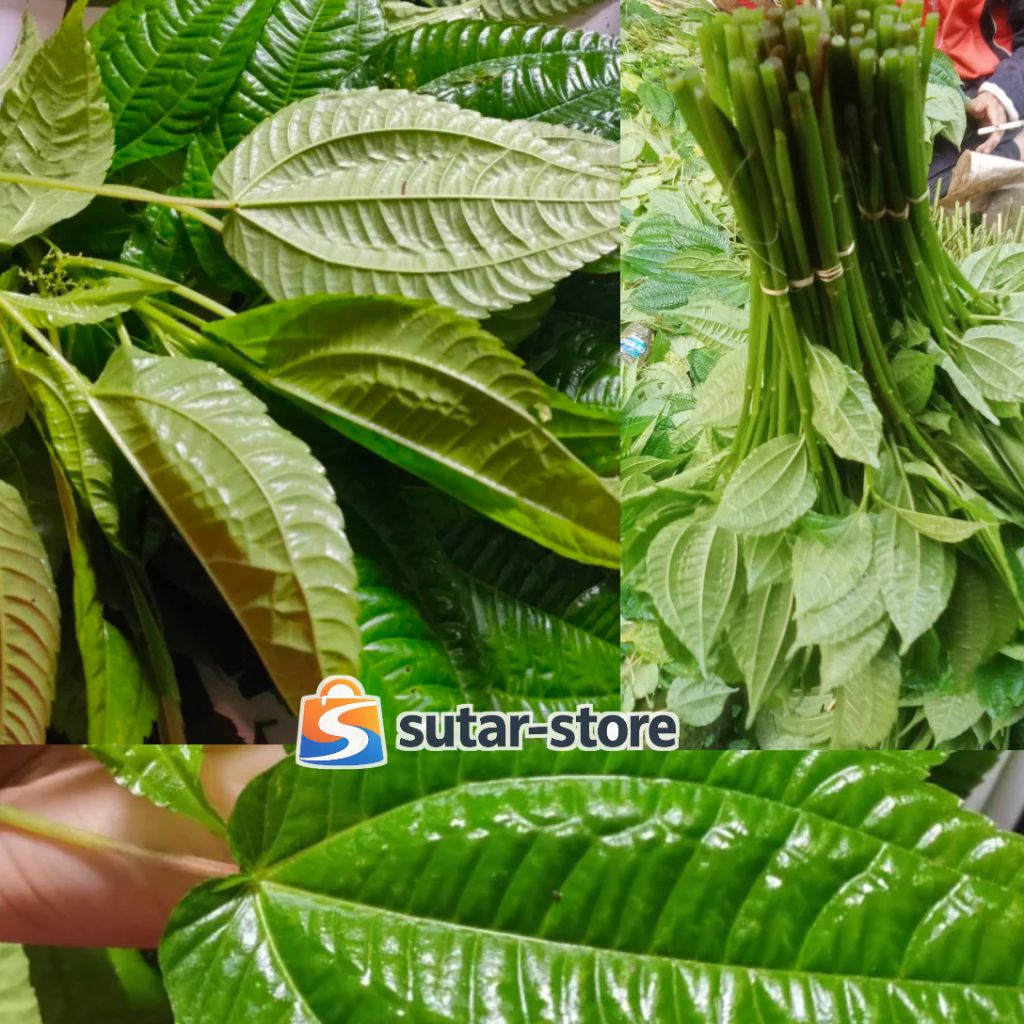 Lalapan Daun Pohpohan Segar per Ikat, Daun Pohpohan Lalapan Herbal