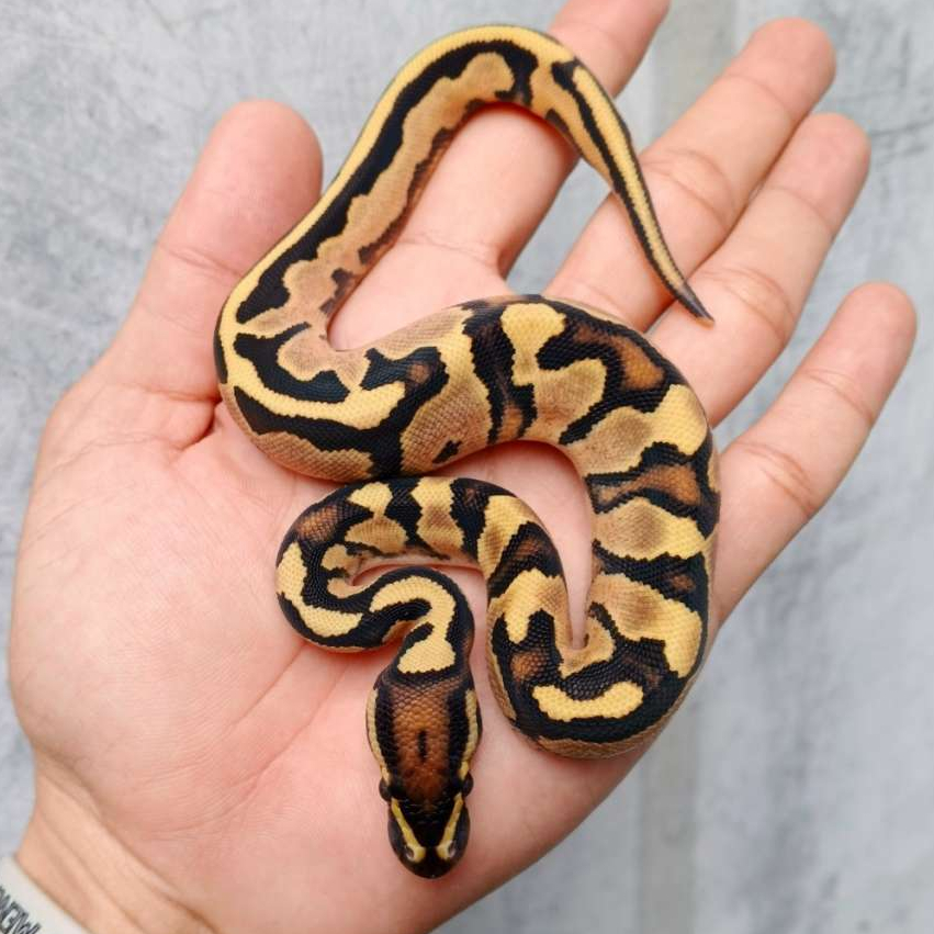 Ballpython - Fire Orange Dream ph Albino Pied - Jinak Sehat No Minus