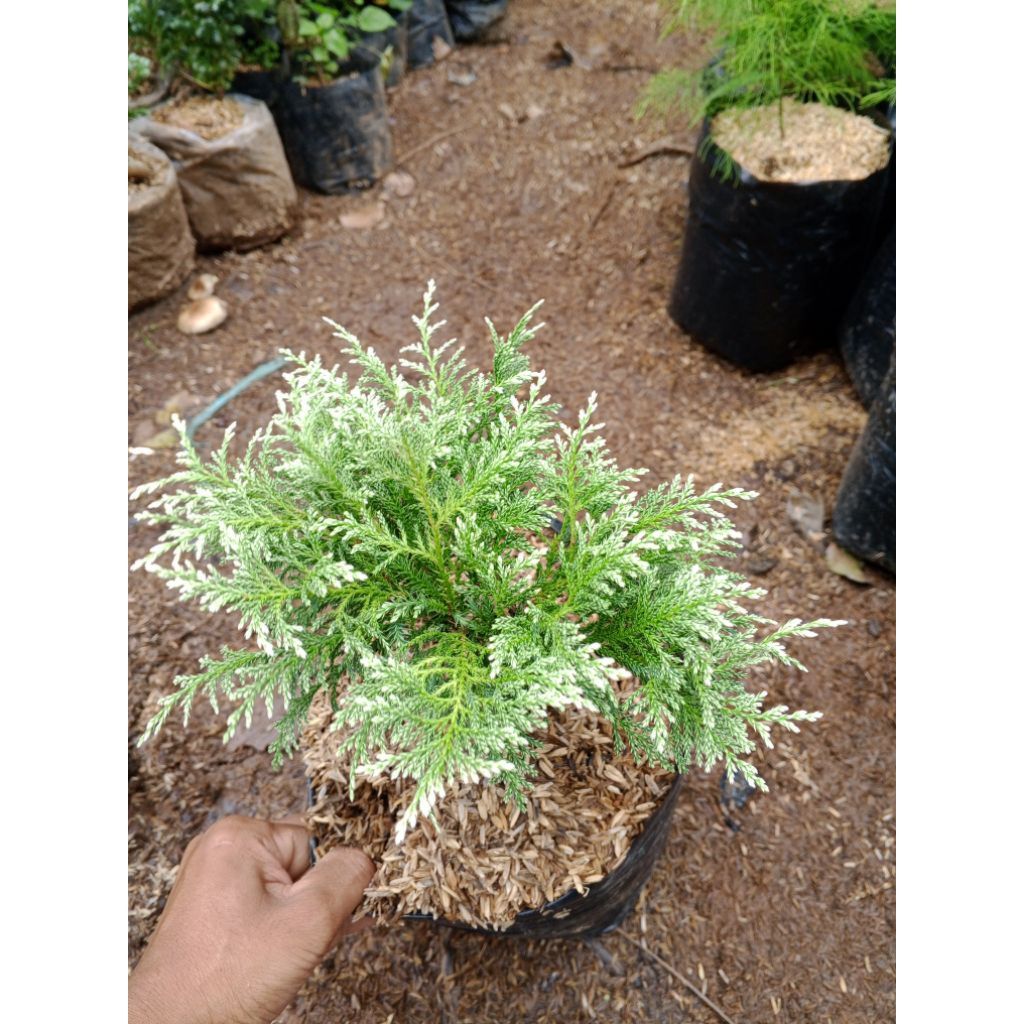 Tanaman Hias Pohon Cemara Salju/ Pohon Cemara Salju