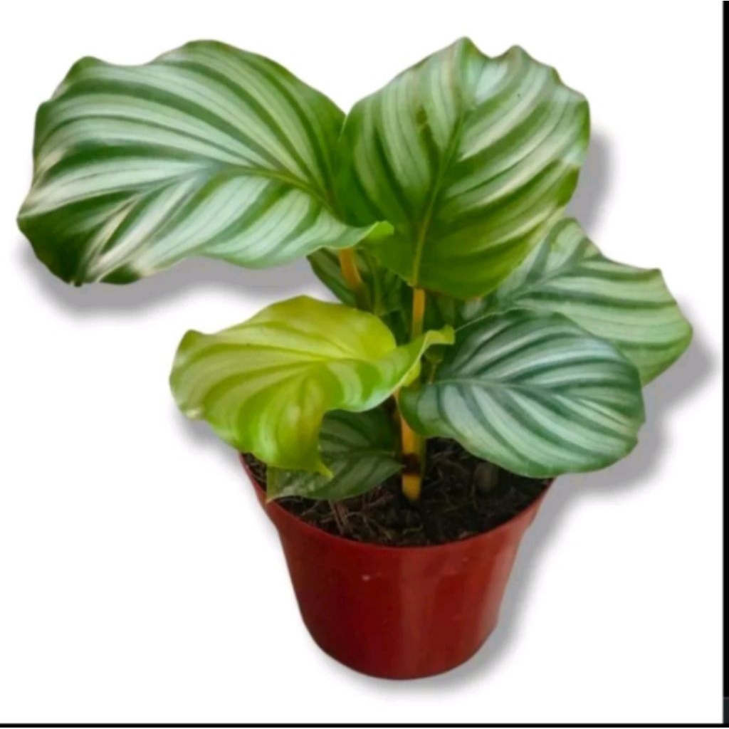 Tanaman Hias Pohon Calathea Orbifolia/Pohon Calathea Orbifolia