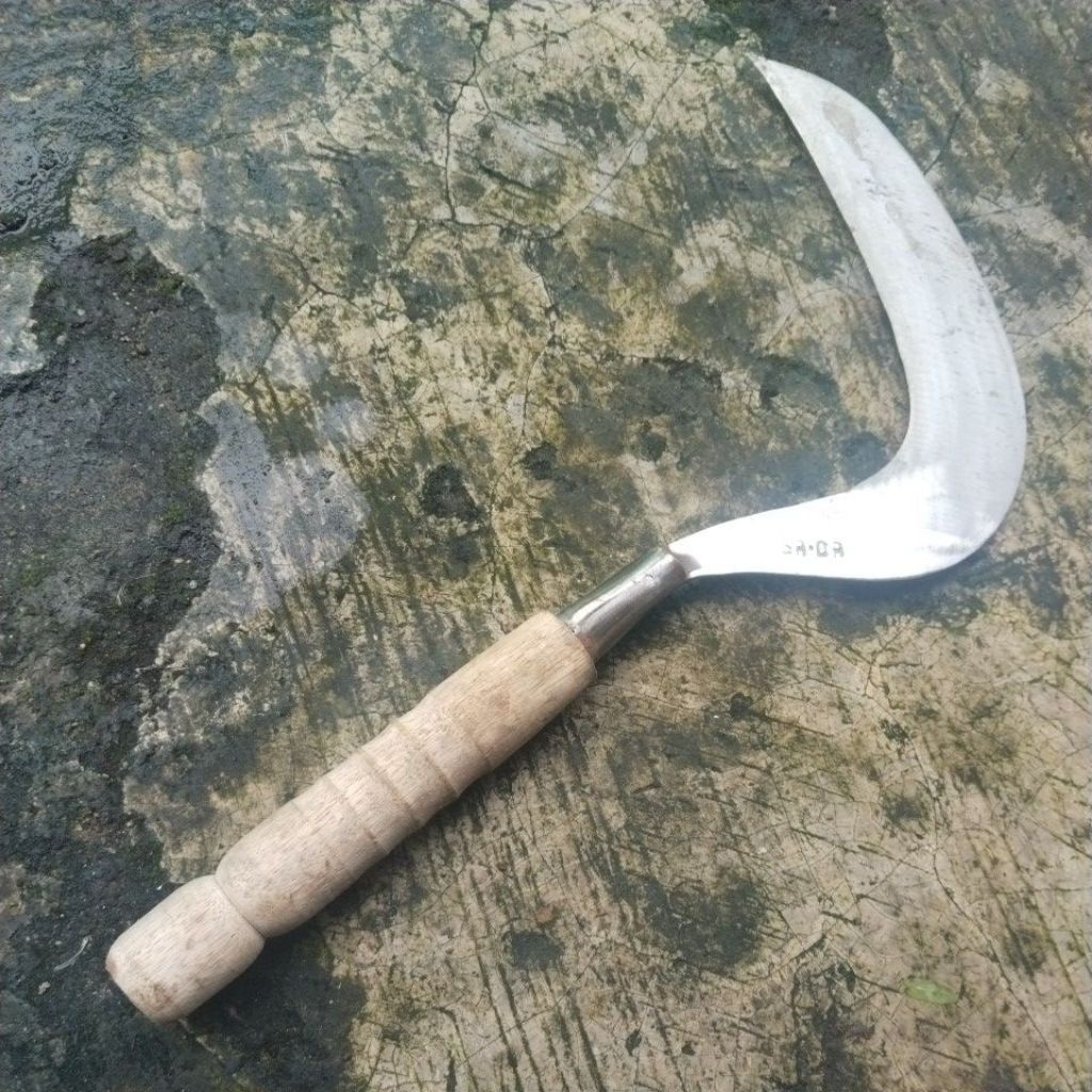 sabit rumput baja putih tanggung, cocok untuk rumput