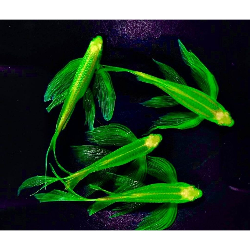 Aksesoris Aquarium Danio Green Slayer - Danio Green Longfin - Danio Hijau Kumpai Size 3cm Hiasan Aqu