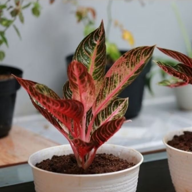 Aglonema pride of Sumatra/red sumatra