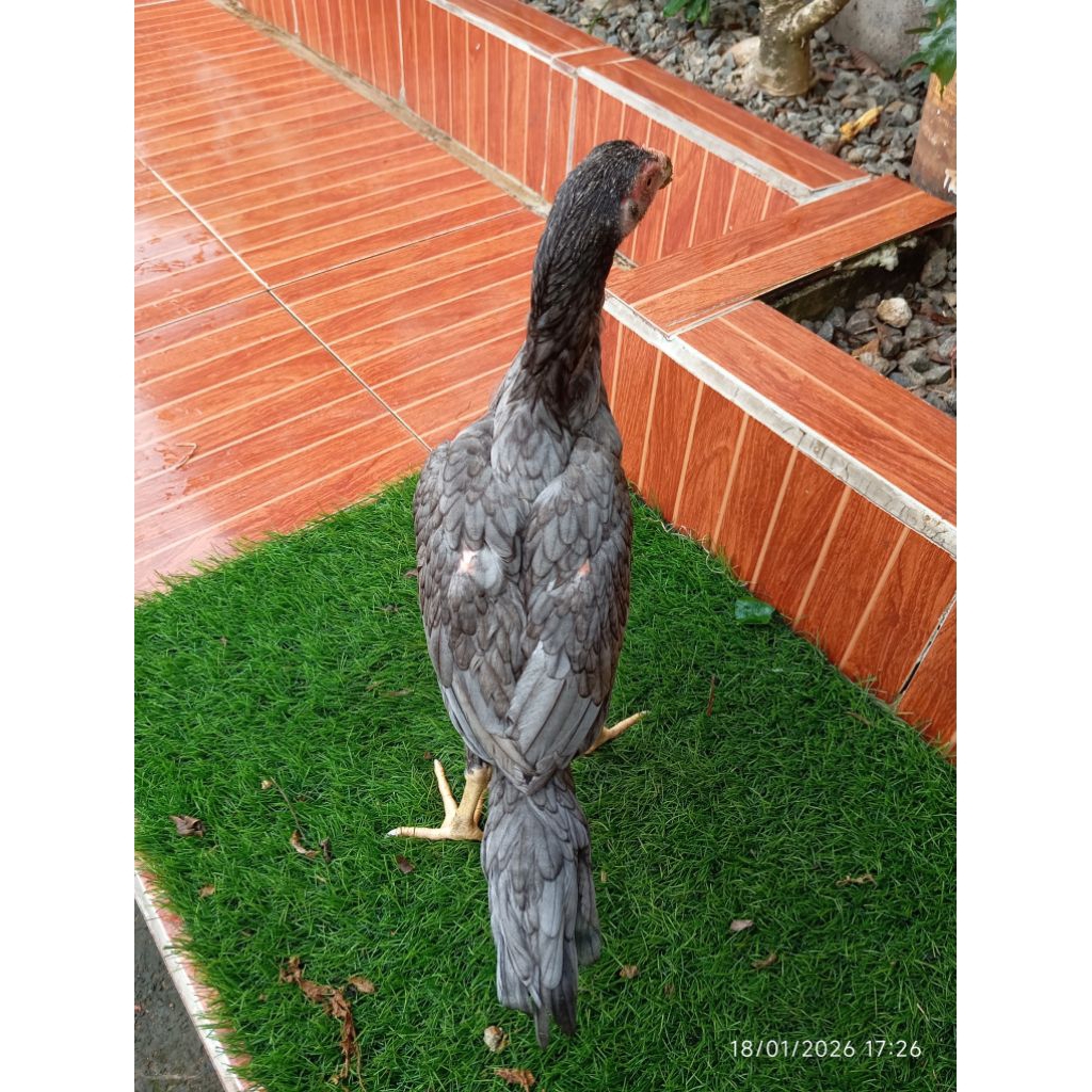 Ayam Bangkok Anakan Koyngon / Bangkok