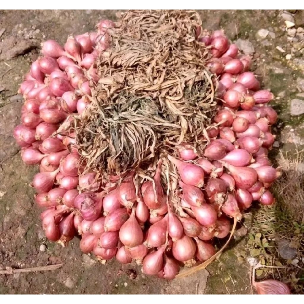 bibit bawang merah 1kg lokal garut
