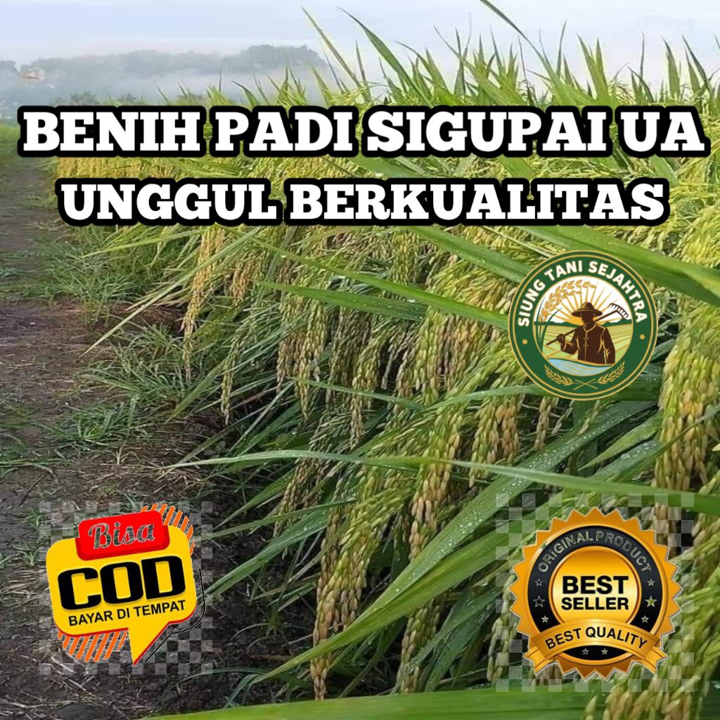 (5KG) BENIH BIBIT PADI SIGUPAI UA UNGGUL BERKUALITAS