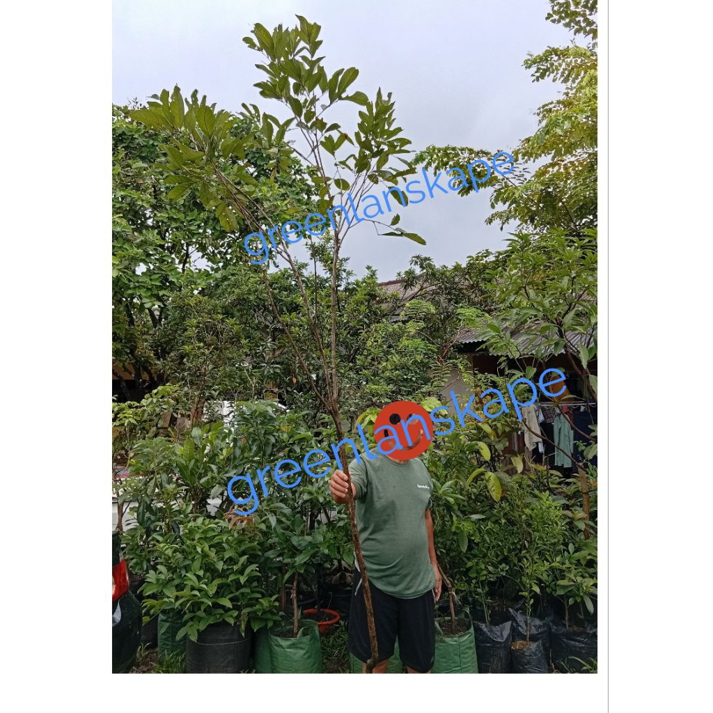 tanaman rambutan binjai 2 meter pohon buah & cipelat 4 meter/ rapiah
