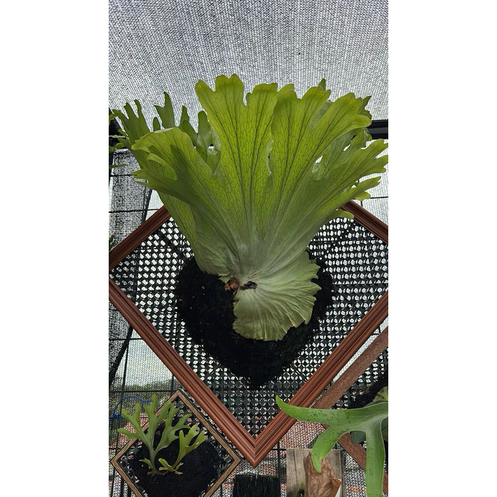 Platycerium Wandae Jumbo