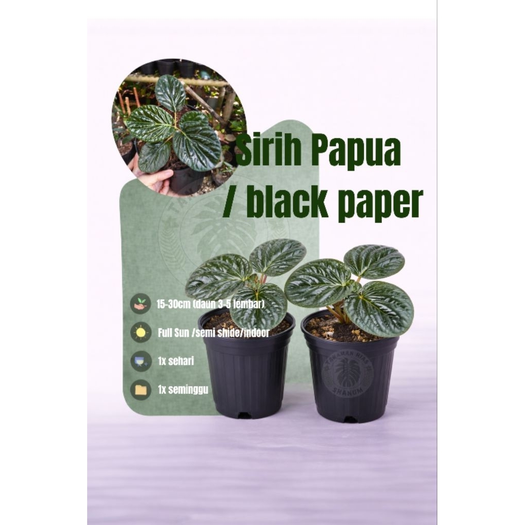 PROMO Tanaman hias sirih Papua black paper - sirih hitam - sirih hitam Papua