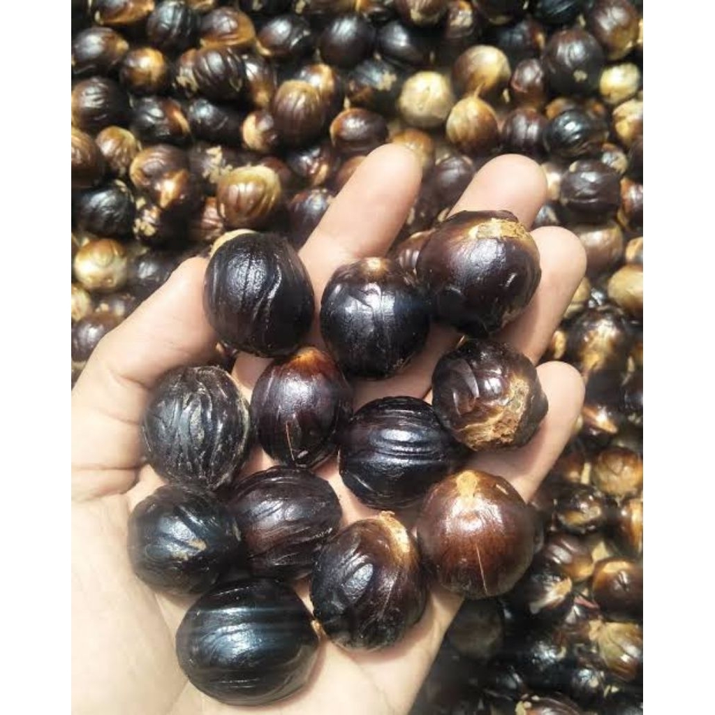 Benih biji pala super siap semai per biji