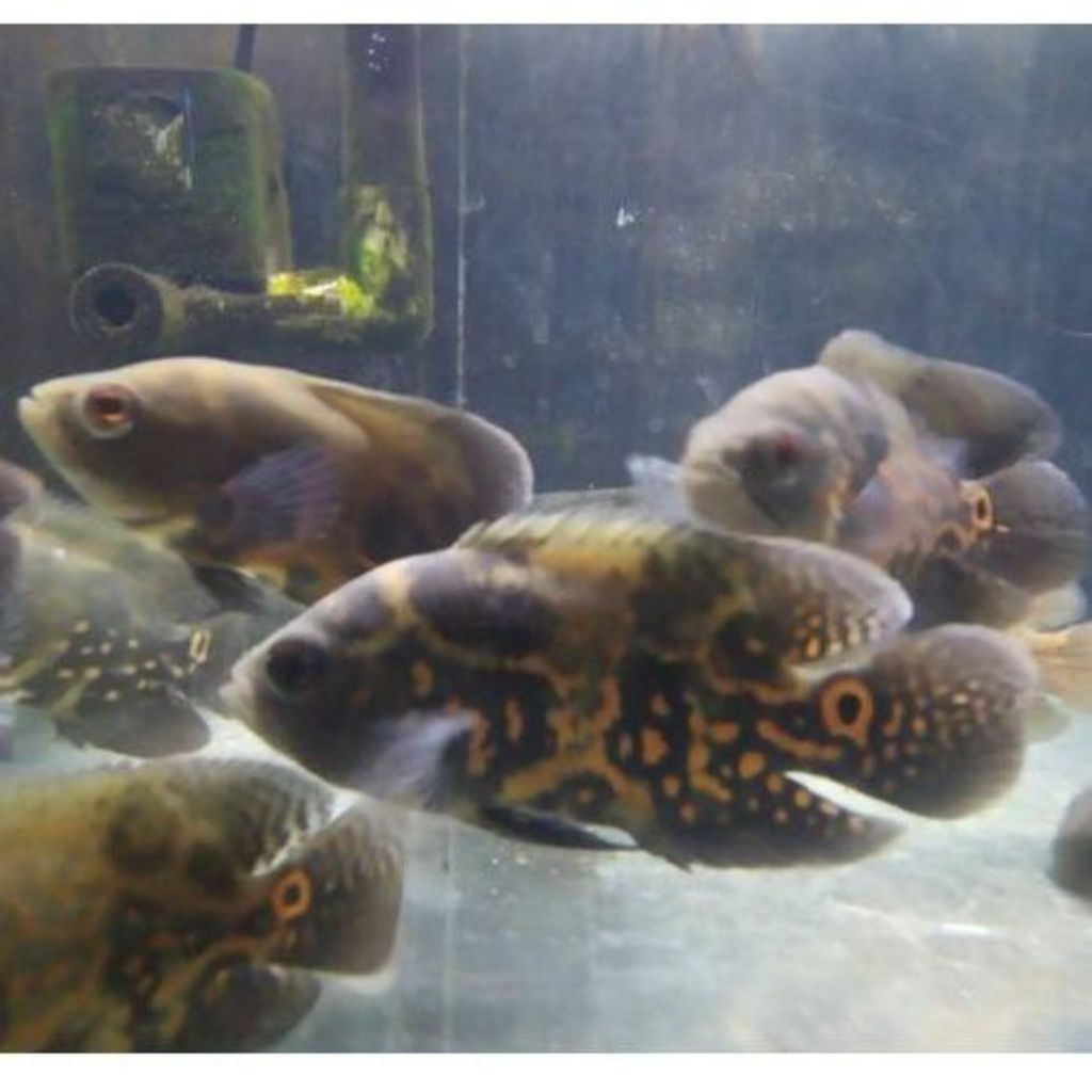 diskon oscar batik 2 jarian