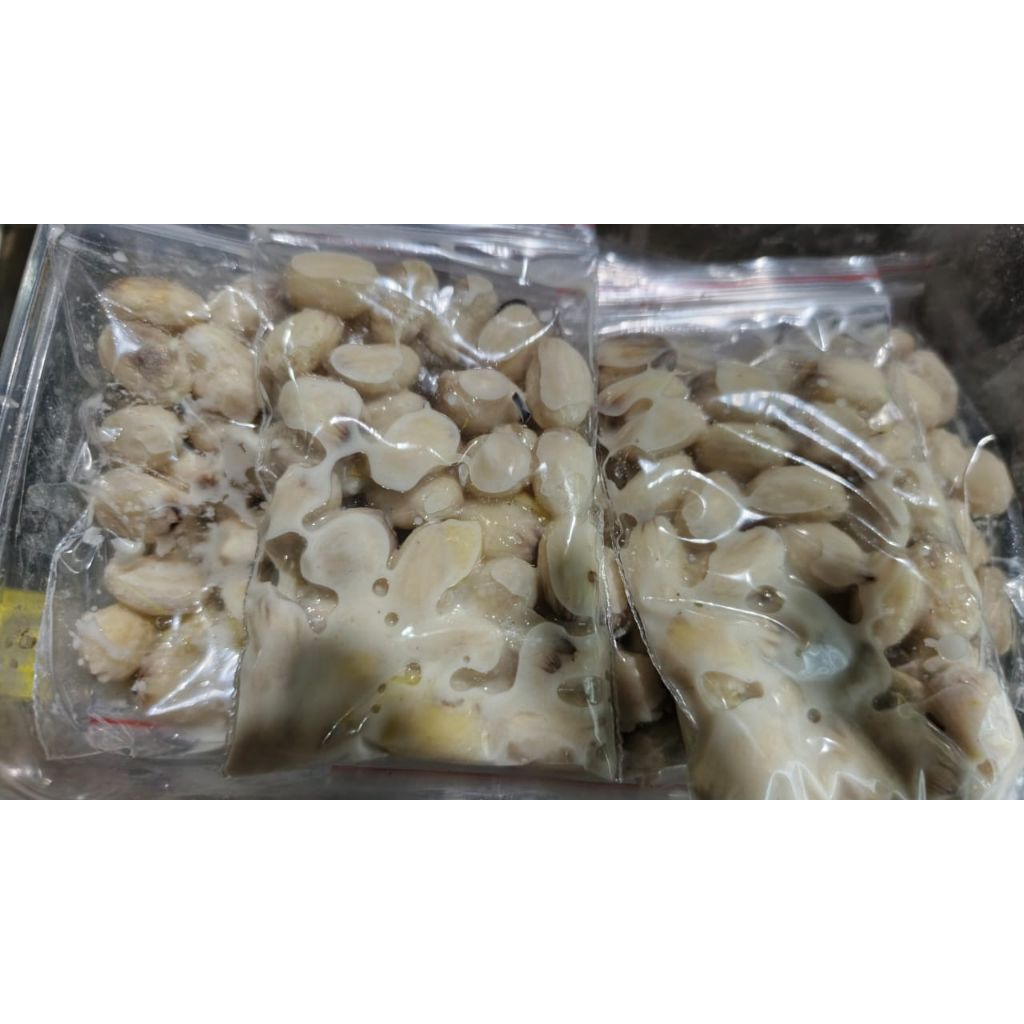 UMPAN IKAN BAWAL BIJI JARAK