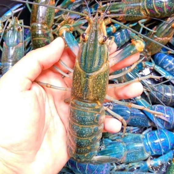 Paket Indukan Lobster Air Tawar