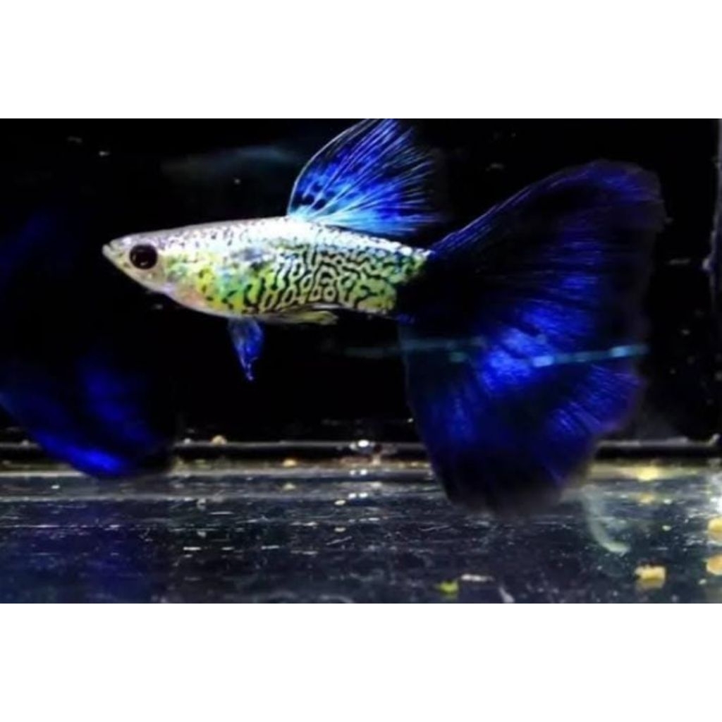 TERLARIS, gupy (BLUE TAIL) Ikan hias air tawar aquarium dan Aquascape