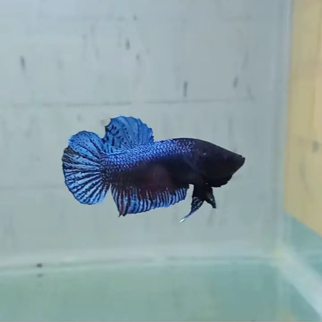 Cupang Lokal Super Grade B (Penghancur Bagan)