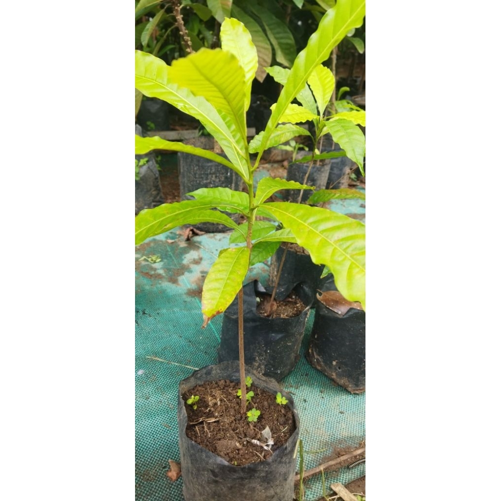 bibit buah abiu jumbo sedling