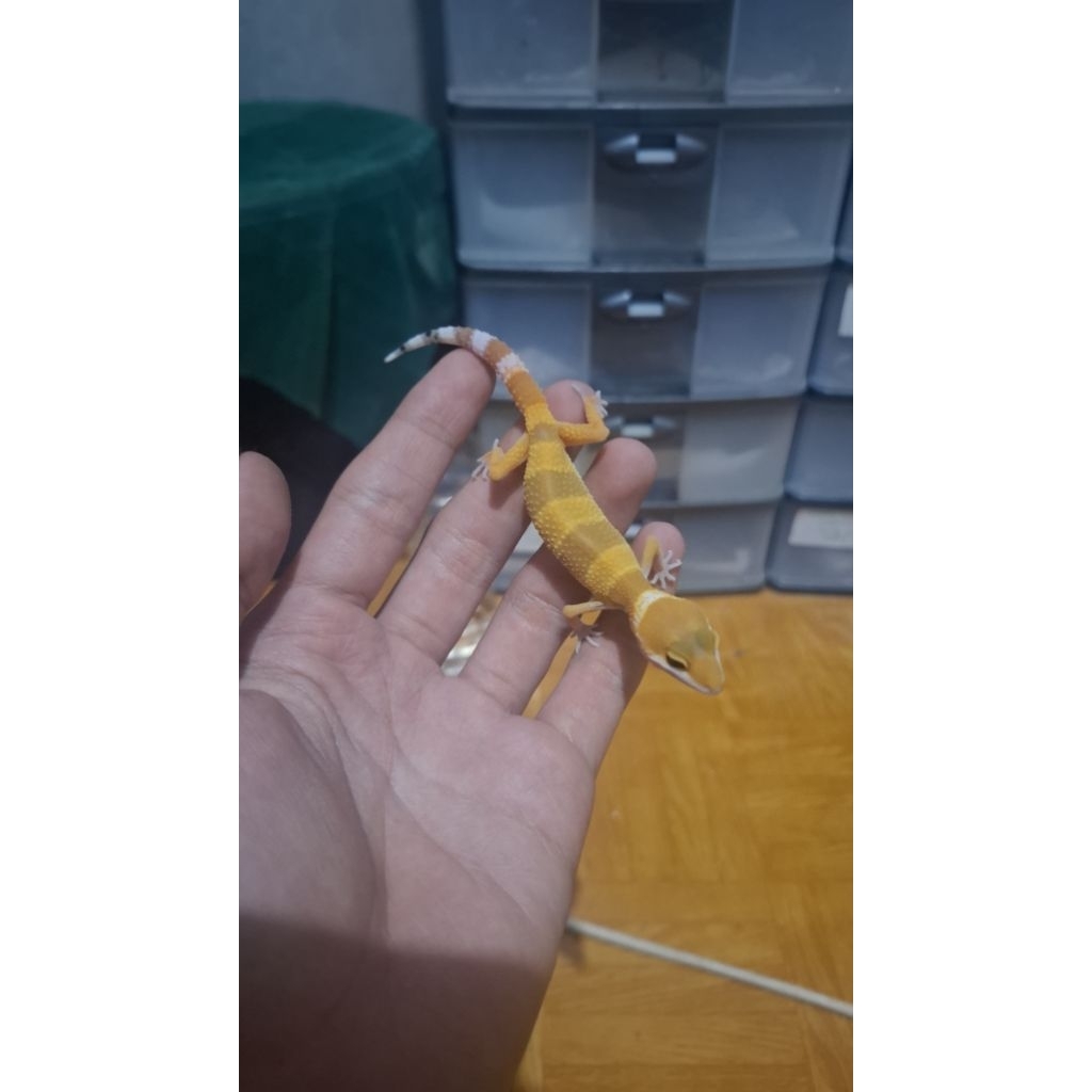 Leopard Gecko Unsex - SHTCT - Usia Baby Incub Male Sehat Mulus