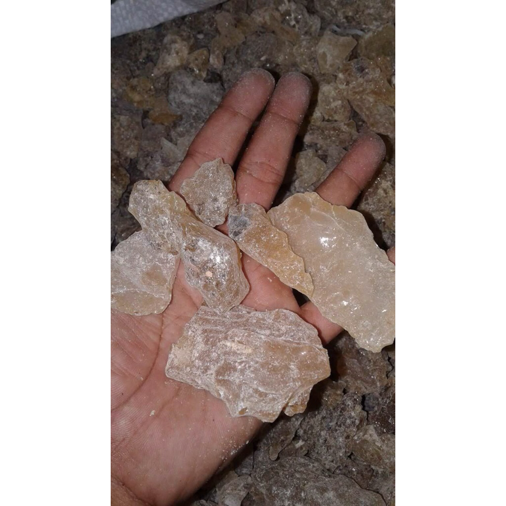 GETAH DAMAR ASLI / GETAH DAMAR ASALAN PAPUA