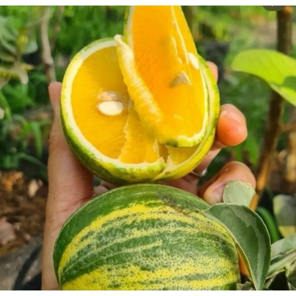 pohon jeruk varigata,santang,citayam,sunkist kondisi  sudah berbuah lebat daun rimbun tinggi 1 meter