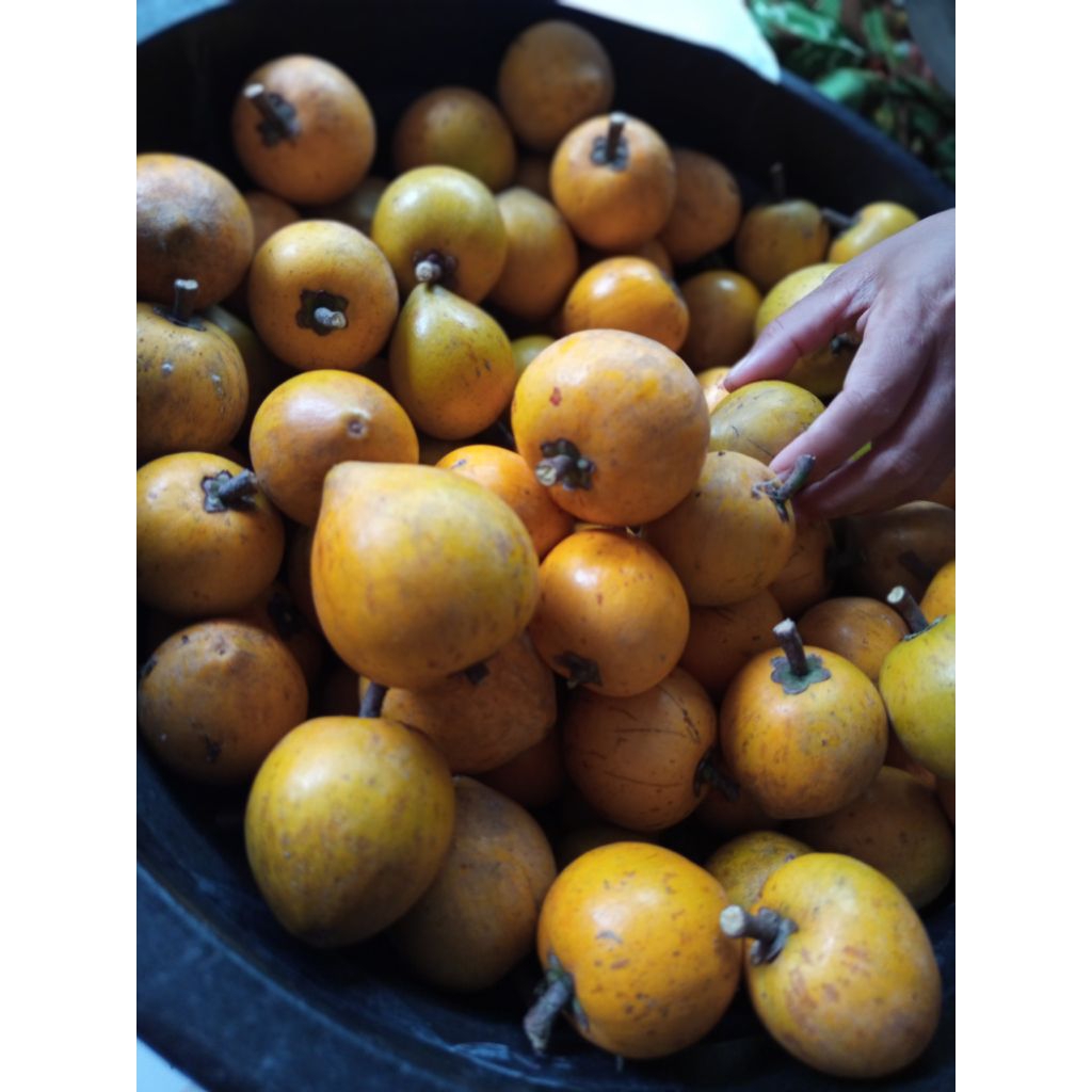 kurma manis dan coklat arab manis