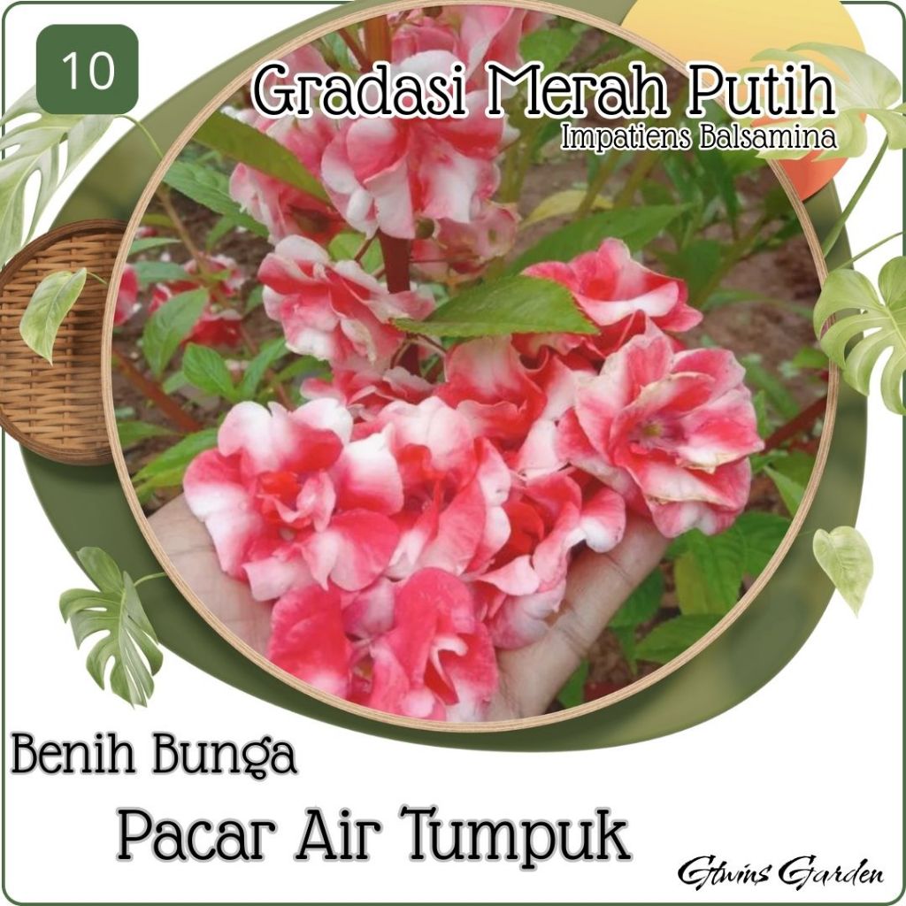 60 Butir Benih Bunga Pacar Air Tumpuk Impatiens Balsamina Gradasi Merah Putih