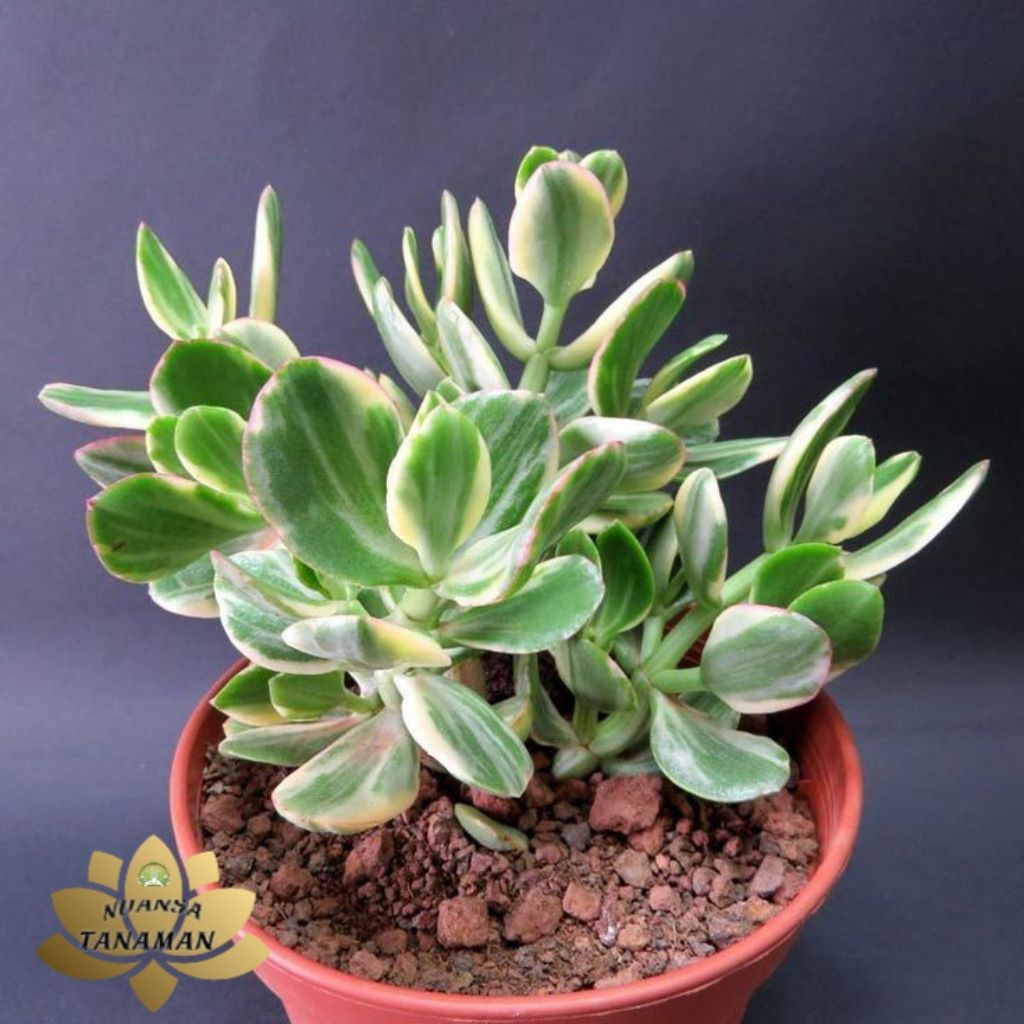 Tanaman Hias Pohon Jade Plant Variegata Siap Tanam/Pohon Jade Plant Variegata