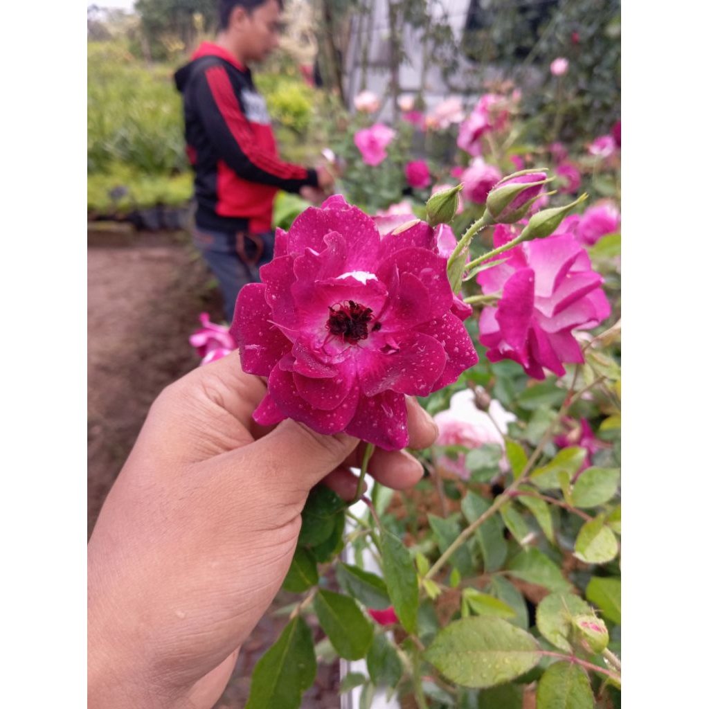 Aneka Mawar Import Dewasa / Tanaman Mawar / Bunga Mawar