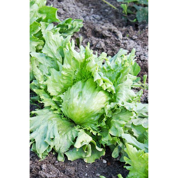 TABUR BENIH SELADA ICEBERG