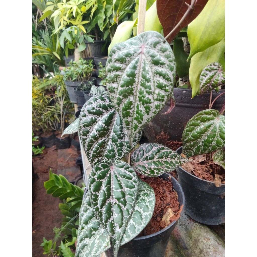 Begonia hias daun (Begonia rex / Begonia sp.)