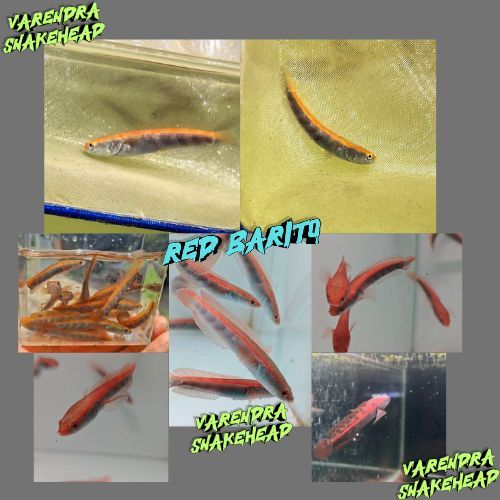 Red Barito sortiran Simet Premium/Red Barito 5-6cm Simet