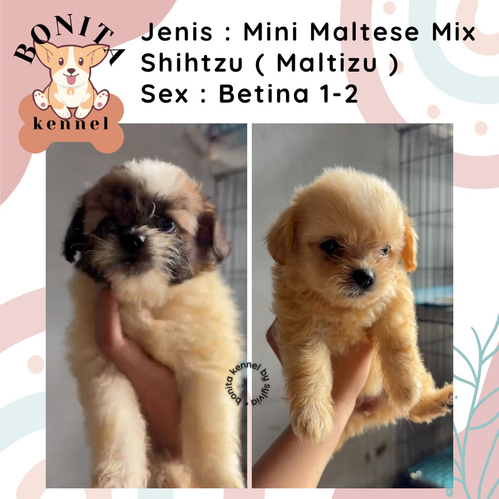 Mini Shihtzu Mix Maltese Maltizu Anjing Shihtzu Shitzu Maltis Jantan Betina